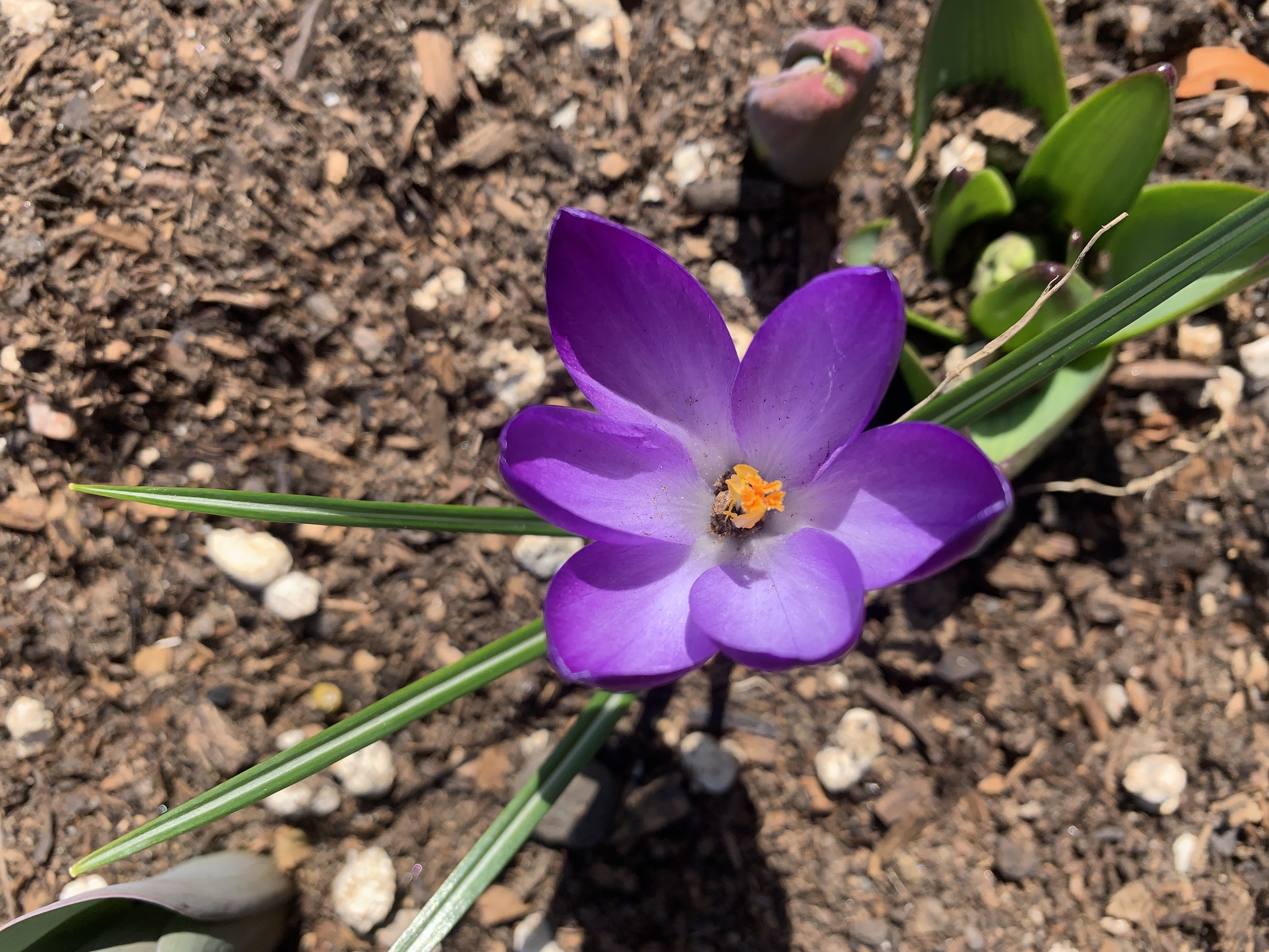 A purple flower I saw when driving so I stopped and took a picture.
