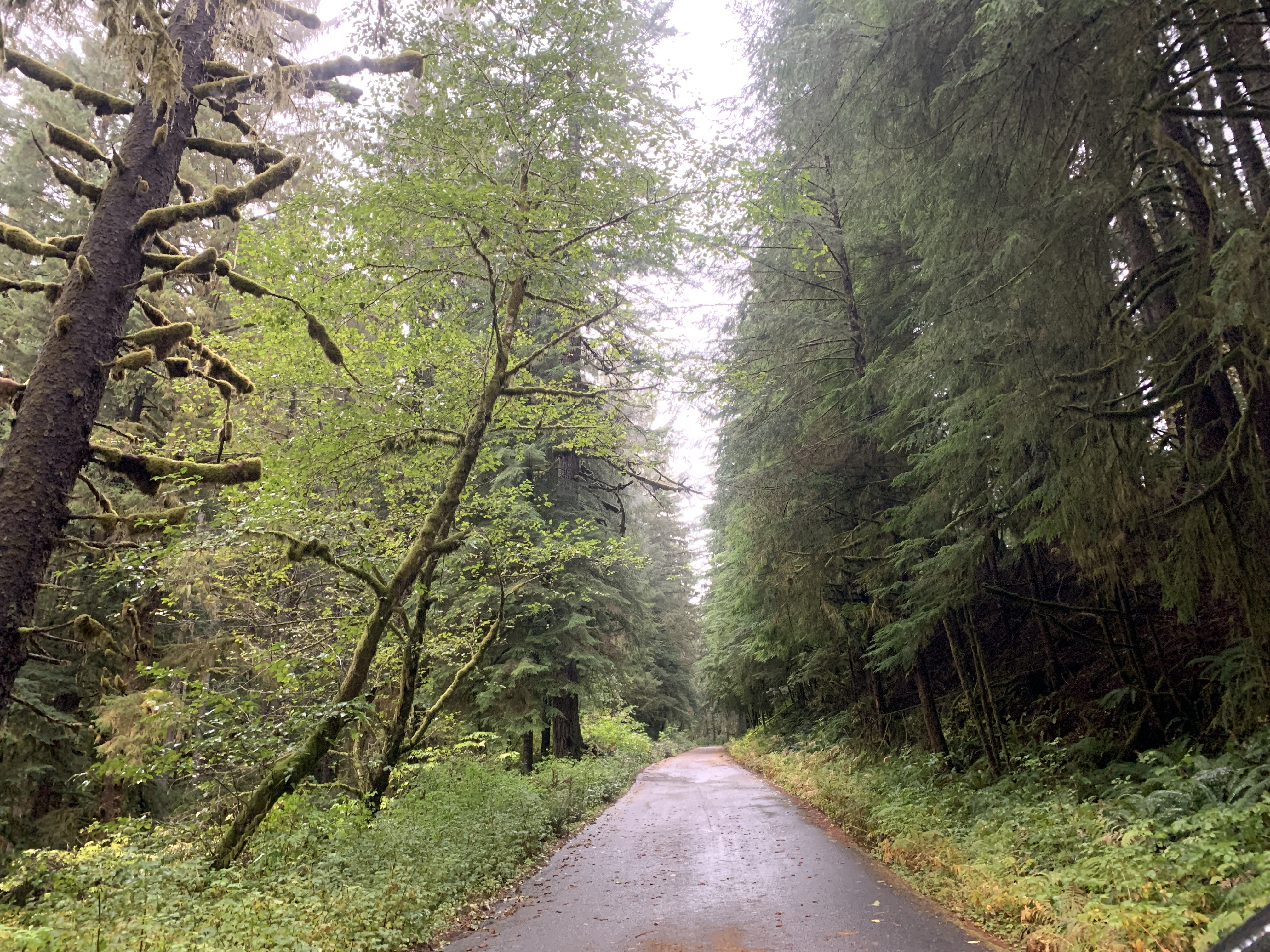 Forest path in Portland OR.
